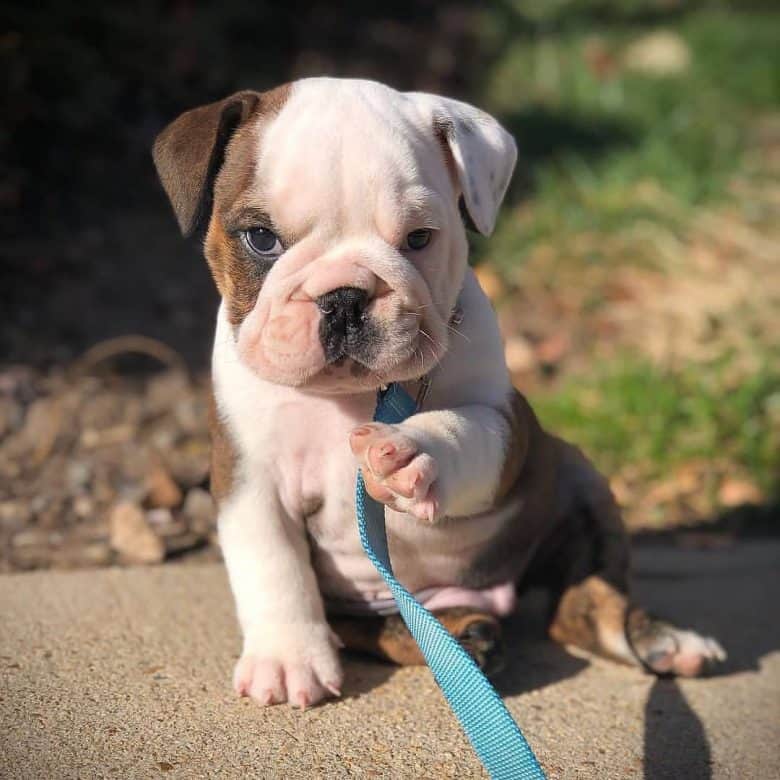 An English Bulldog puppy pointing