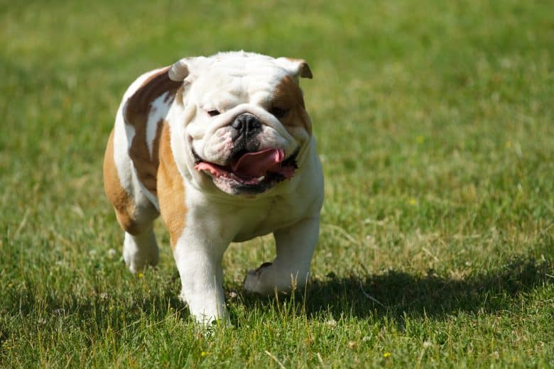 A joyous English Bulldog running with tongue out on grass