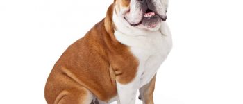 an English Bulldog sitting for a portrait