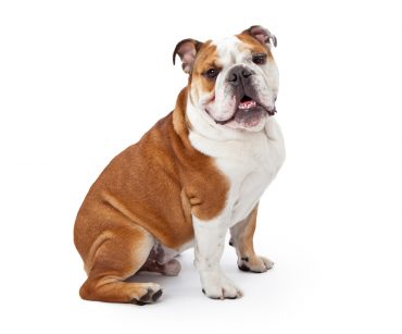 an English Bulldog sitting for a portrait
