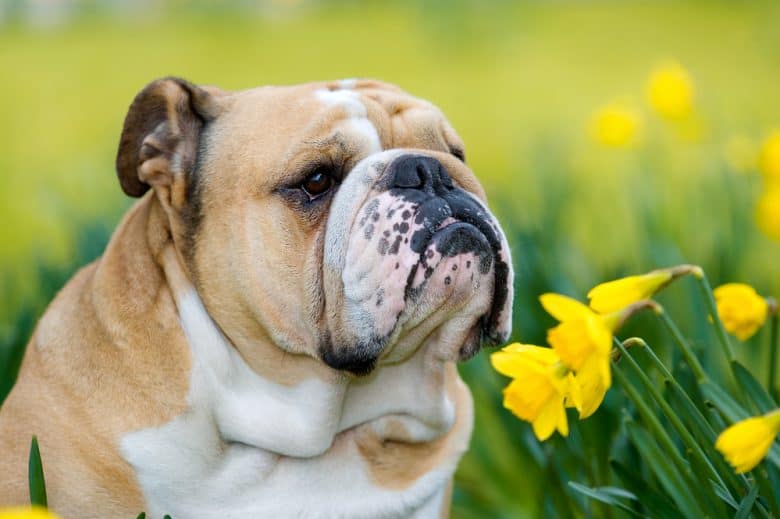 An English Bulldog sniffing yellow daffodils