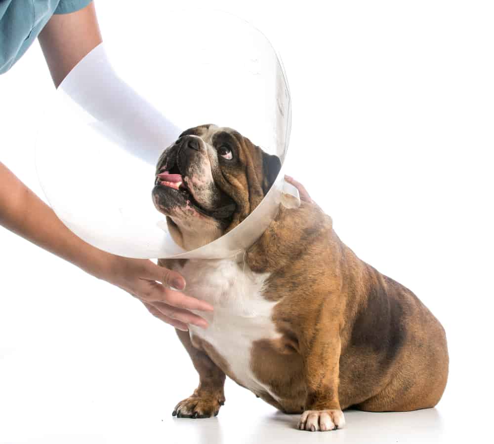 Have You Met the English Bulldog? Here’s What You Need to Know K9 