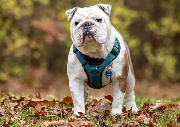An English Bulldog wearing a blue harness and standing on dried leaves