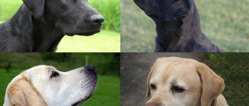 English Lab and American Lab portrait