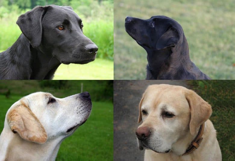 English Lab and American Lab portrait