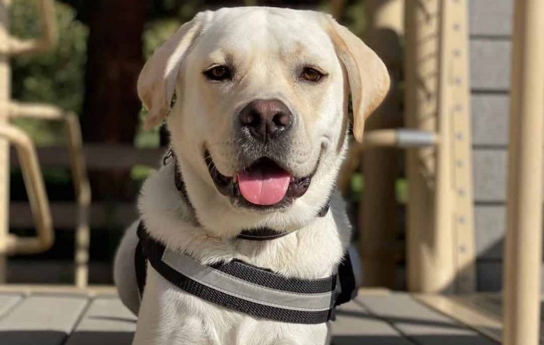English Labrador working as therapy dog