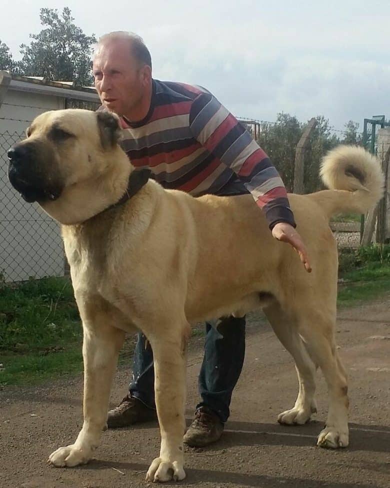 Huge English Mastiff and Pitbull Mix with the owner