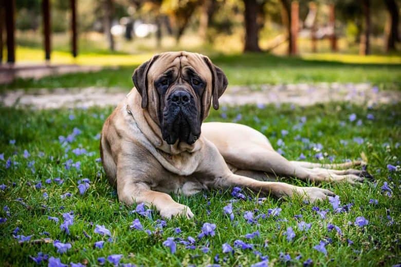 an English Mastiff lying on grass with blue flowers