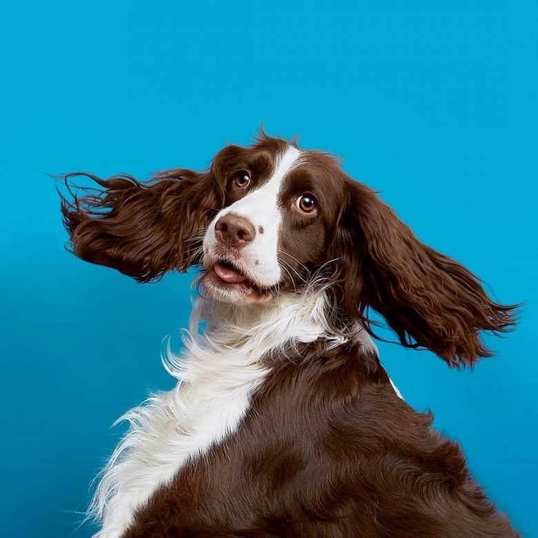 An English Springer Spaniel posing and twirling its ears