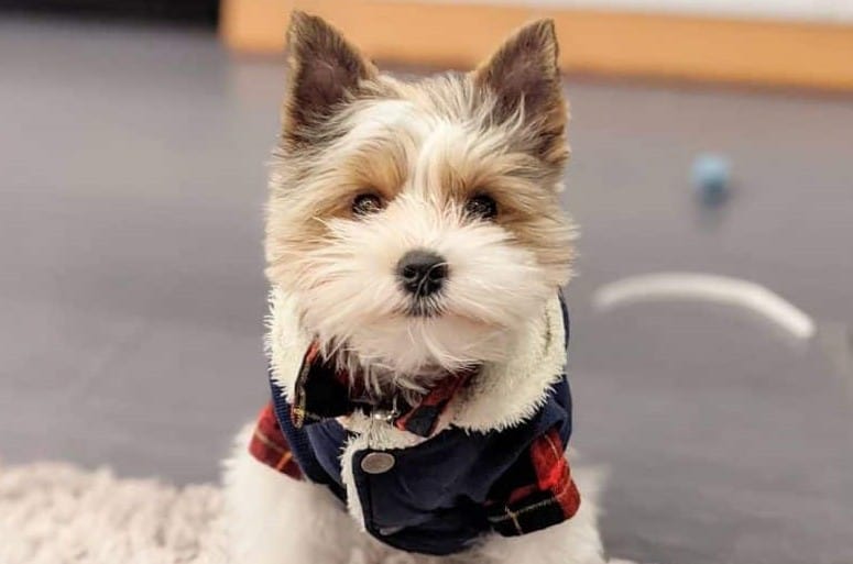 a dressed Parti Yorkie wearing plaid shirt