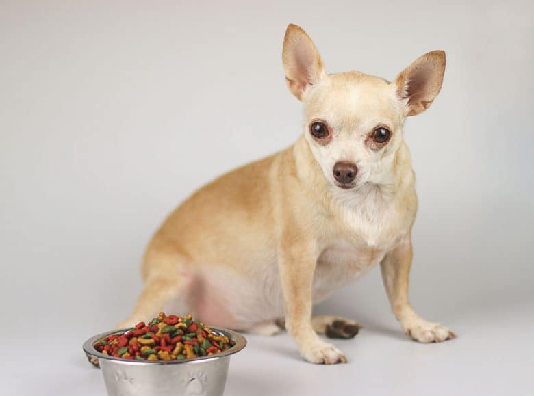Fat Chihuahua with his food