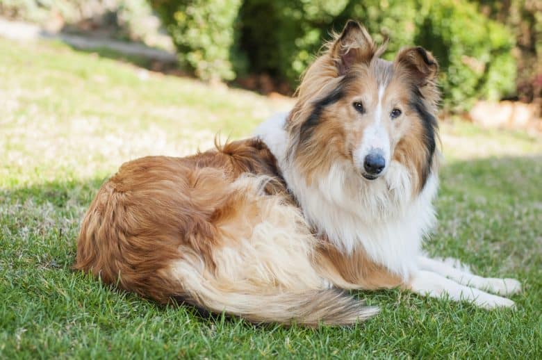 A female Collie dog lying on the grass