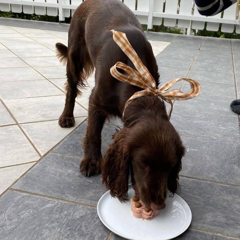 A Field Spaniel celebrating its birthday and eating a cake