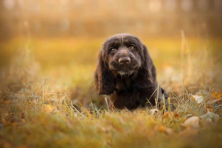 A Field Spaniel puppy enjoying the field