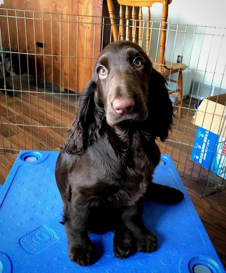 A Field Spaniel sitting on a crate giving puppy eyes