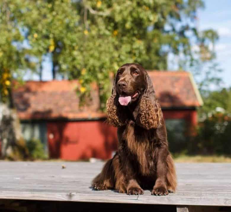 A Field Spaniel sitting happily under the sun