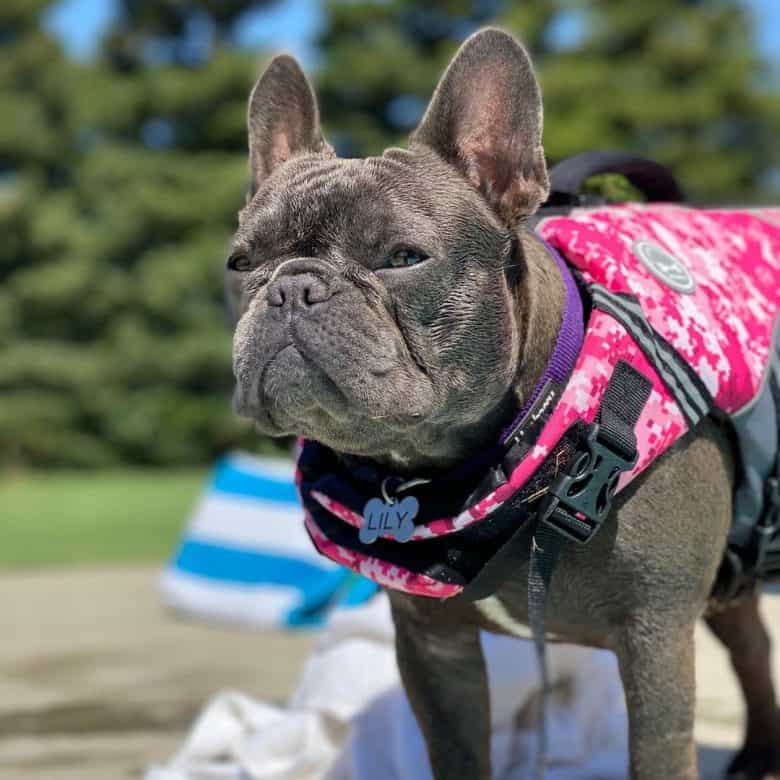 Eine französische Miniaturbulldogge, die wild aussieht, während sie ein rosa Geschirr trägt