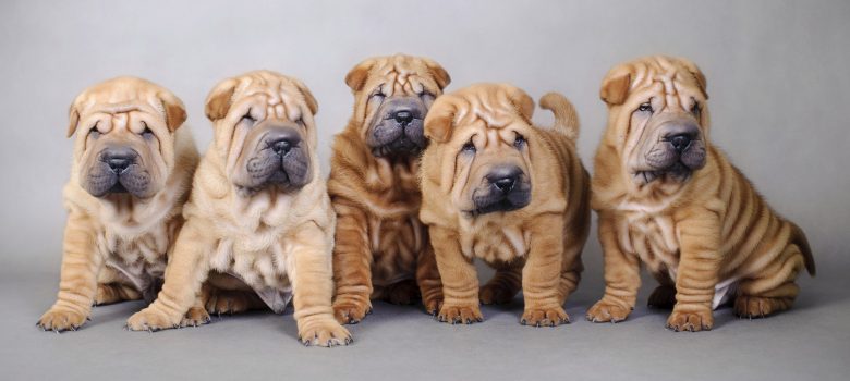 A portrait of five adorable Shar Pei puppies