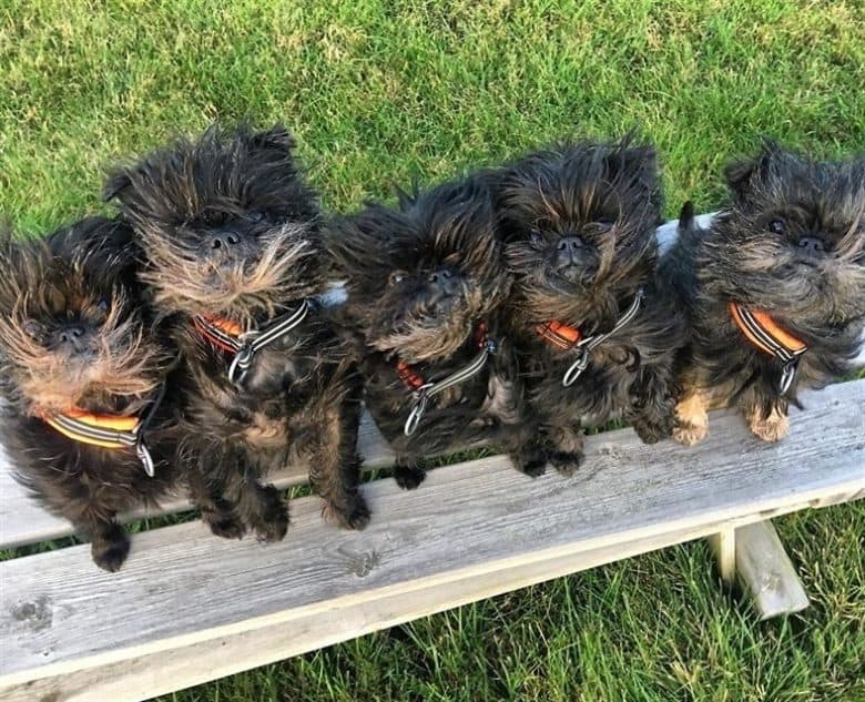 Five precious Affenpinscher puppies