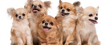 Five purebred Chihuahua dogs