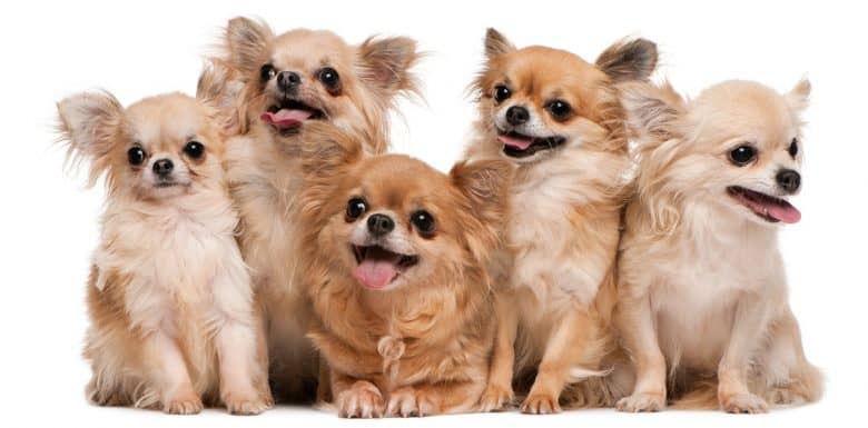 Five purebred Chihuahua dogs