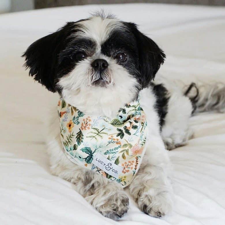 Flare Shih Tzu dog lying on the bed