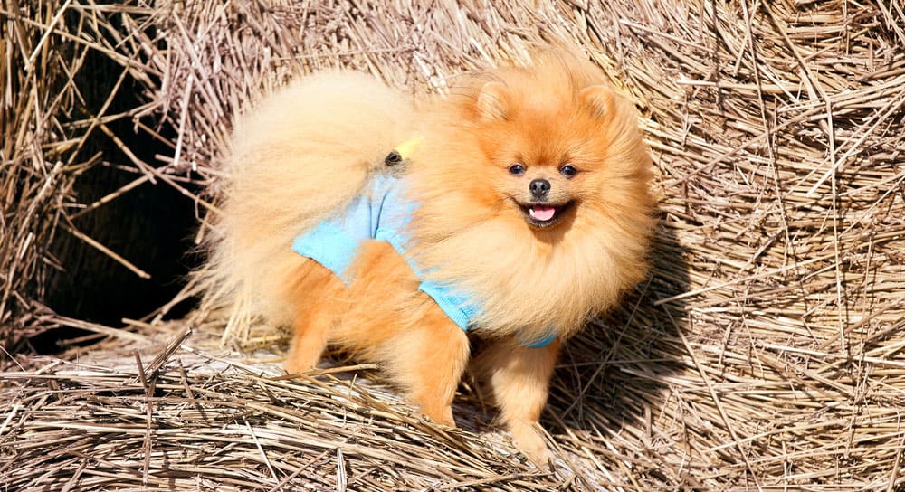 Pomeranian Colors The Standard & Rare Pom Coat Colors K9 