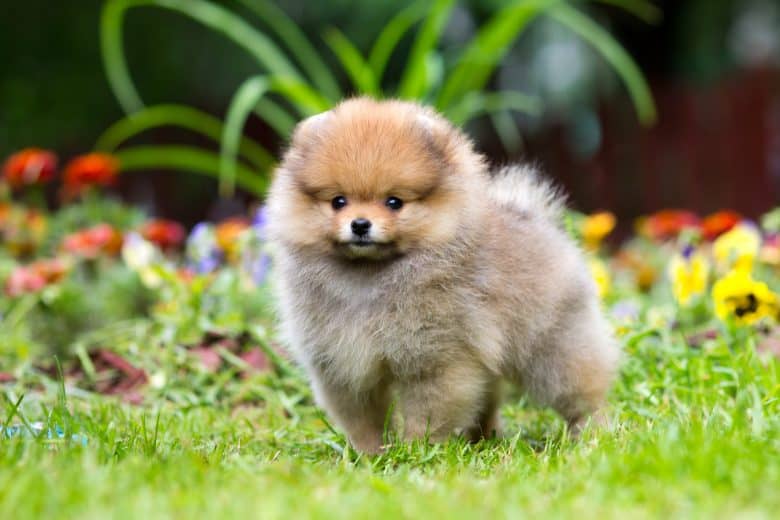 A fluffy Pomeranian standing with flowers as background