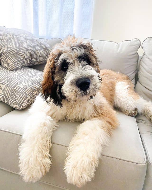 Fluffy Saint Berdoodle relaxing on the sofa