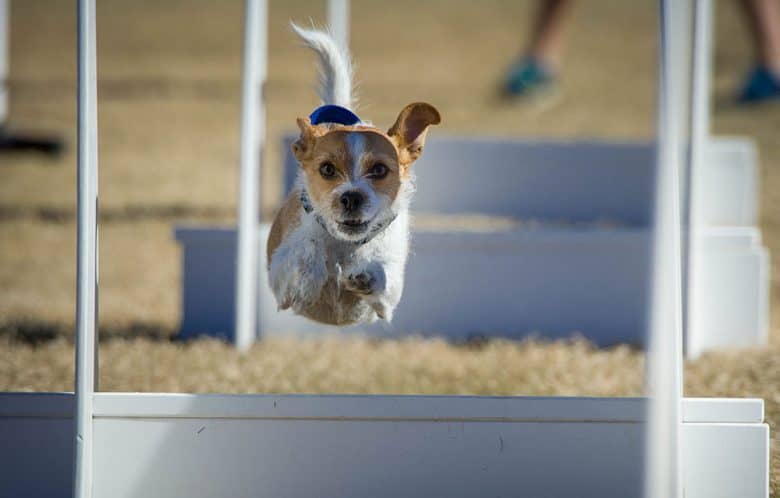 Flyball dog going over the hurdles
