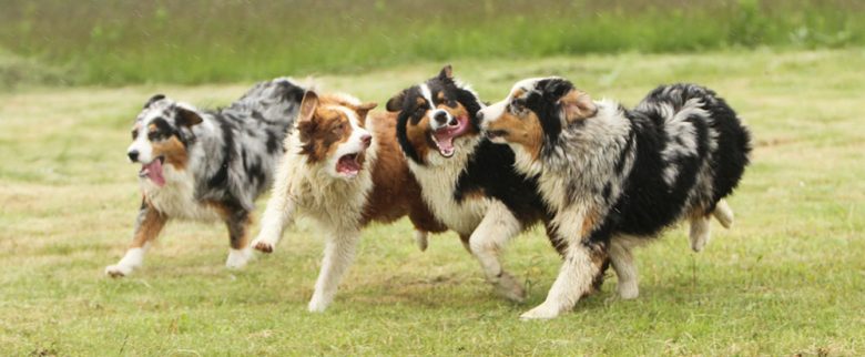 Four Australian Shepherds running on the field