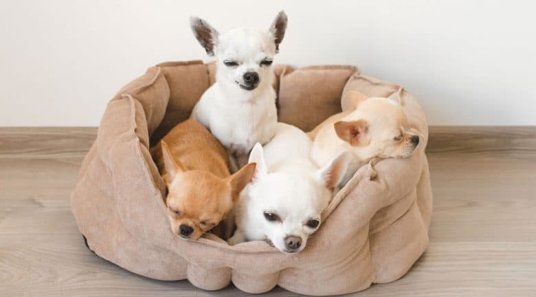 Four Chihuahua dogs inside their bed