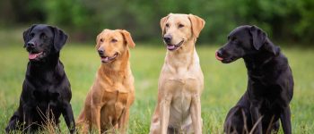 Four colors of Labrador Retriever dogs sitting on the grass