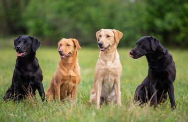 Four colors of Labrador Retriever dogs sitting on the grass