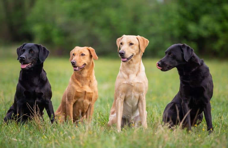 Labrador Retriever Colors The Standard & Rare Lab Coat Colors K9 