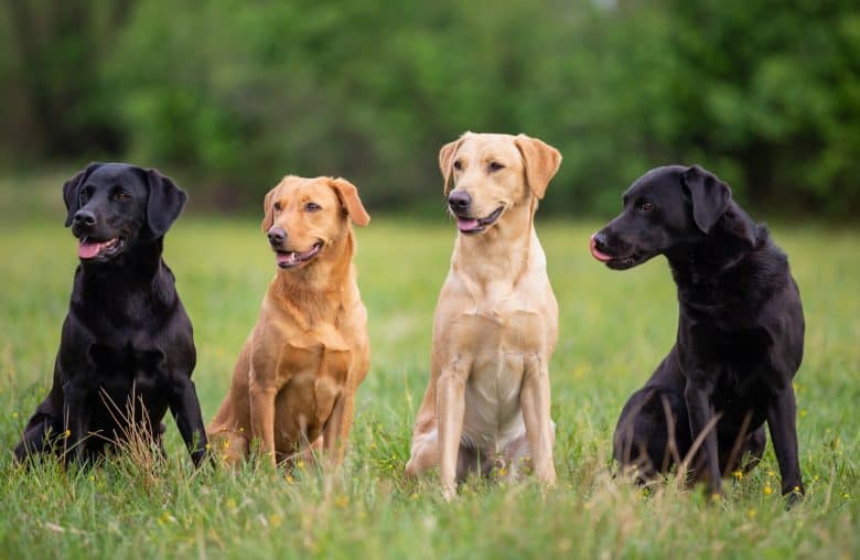 Labrador Retriever Colors The Standard & Rare Lab Coat Colors K9 Web