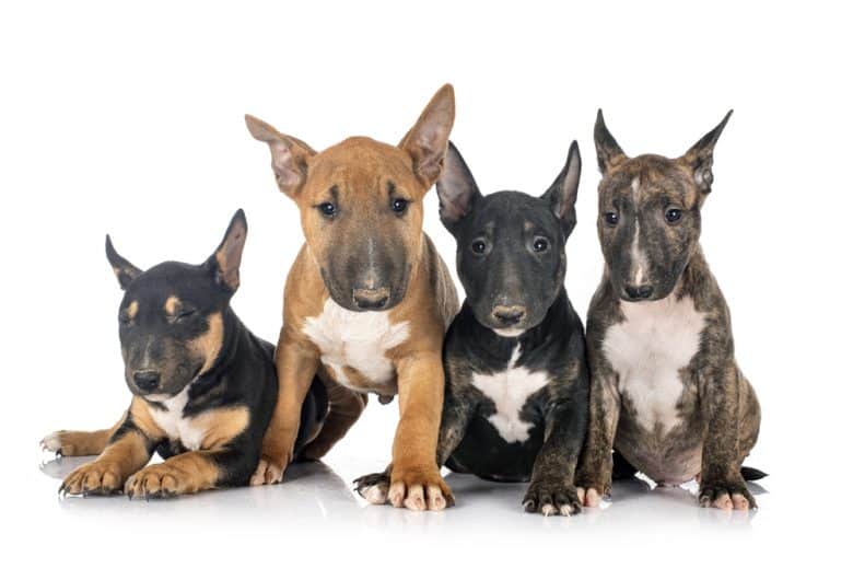Four Miniature Bull Terrier puppies sitting with white background
