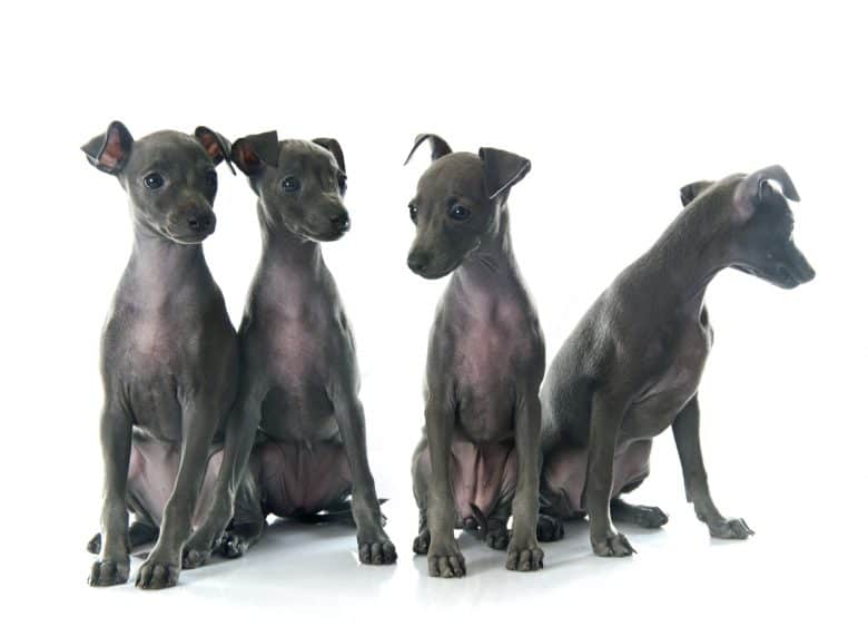 Four Italian Greyhound puppies sitting