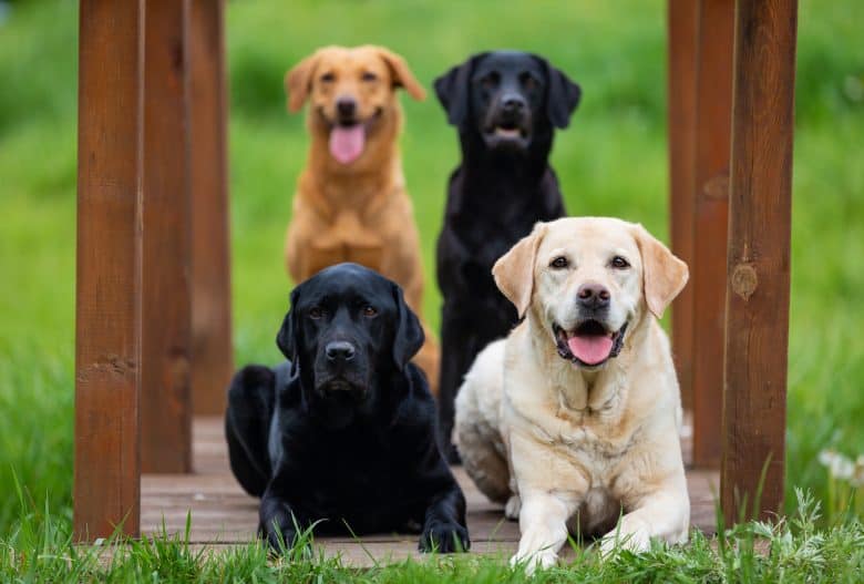 Four Labrador Retriever dogs with different colors