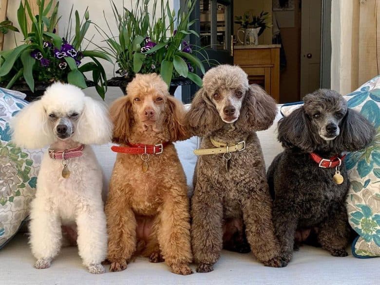 Four different colors of Poodle dogs