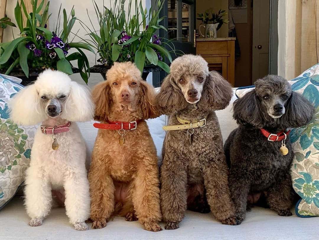 2. 10 Popular Standard Poodle Haircuts for Your Furry Friend - wide 10
