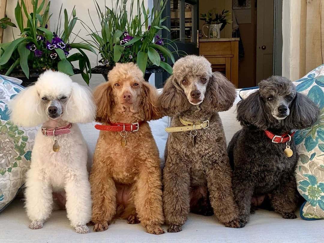 White Poodle with Different Nail Colors - wide 8