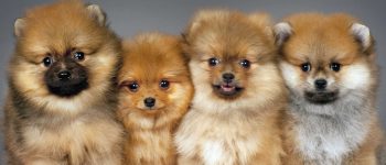 four purebred Pomeranian puppies portrait