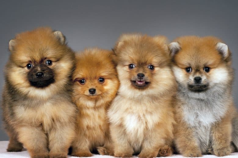 Four purebred Pomeranian puppies portrait