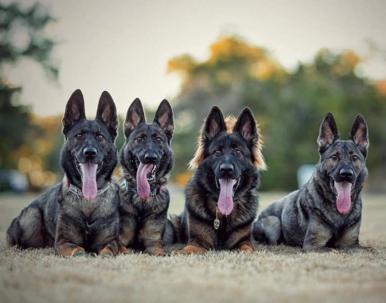 Dark sables are often born tan, with their darker fur coming in later. Silver Sable German Shepherd Puppies . What Do You Know About Sable German Shepherds K9 Web