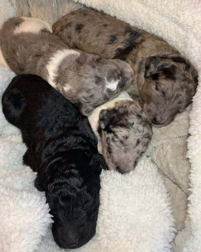 Four Standard Poodles puppy pile