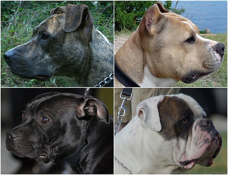 Four types of Pitbull dog portraits