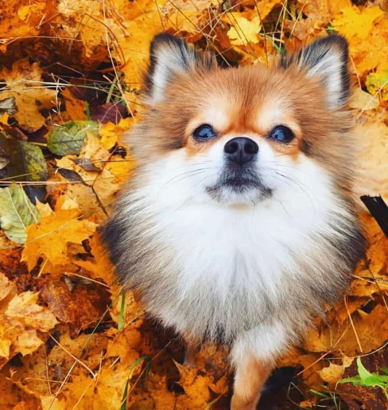 A Pom-Fox looking up sitting on the fall leaves