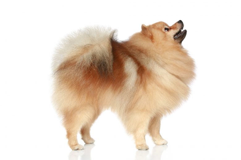 A side portrait of a Fox Face Pomeranian