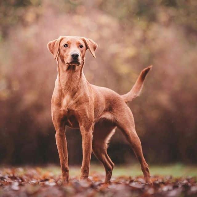 Fox Red Labrador Retriever dog standing outside